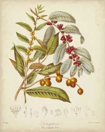 Picture of TWINING BOTANICALS VIII
