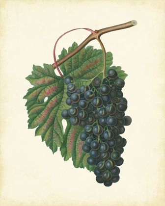 Picture of PLANTATION GRAPES I