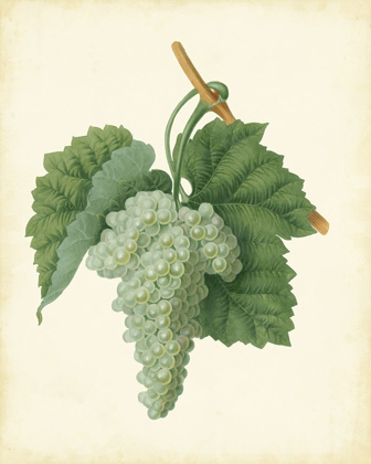Picture of PLANTATION GRAPES II