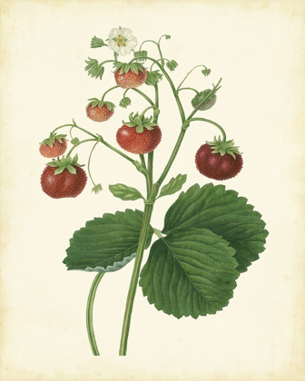 Picture of PLANTATION STRAWBERRIES I