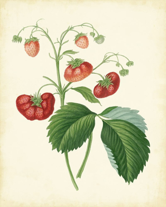 Picture of PLANTATION STRAWBERRIES II