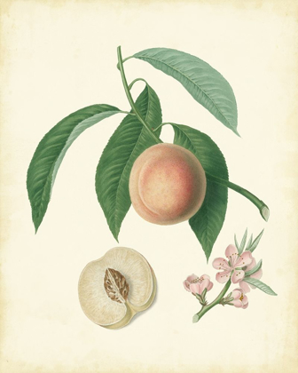 Picture of PLANTATION PEACHES I