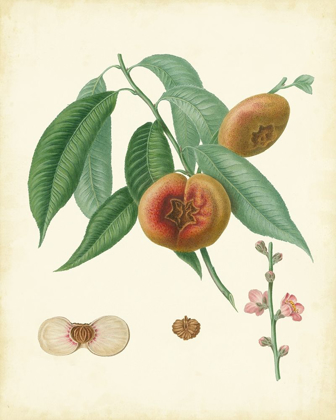 Picture of PLANTATION PEACHES II