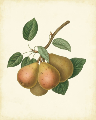 Picture of PLANTATION PEARS I