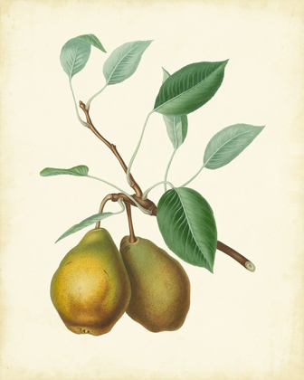 Picture of PLANTATION PEARS II