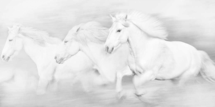 Picture of ALL THE WHITE HORSES