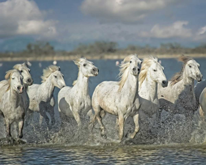 Picture of WHITE HORSES OF THE CAMARGUE