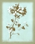Picture of DUSSURGEY AMARYLLIS ON BLUE
