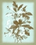 Picture of DUSSURGEY ELLEBORE ON BLUE