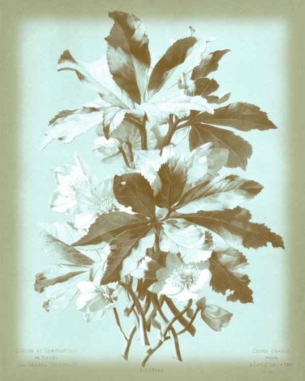 Picture of DUSSURGEY ELLEBORE ON BLUE