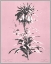 Picture of DUSSURGEY IMPERIALE ON PINK