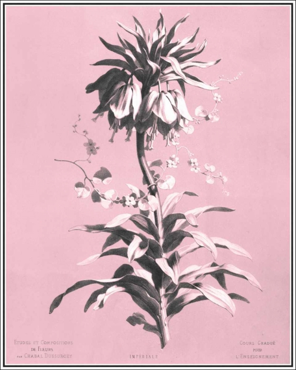 Picture of DUSSURGEY IMPERIALE ON PINK