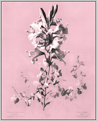 Picture of DUSSURGEY LILIUM ON PINK