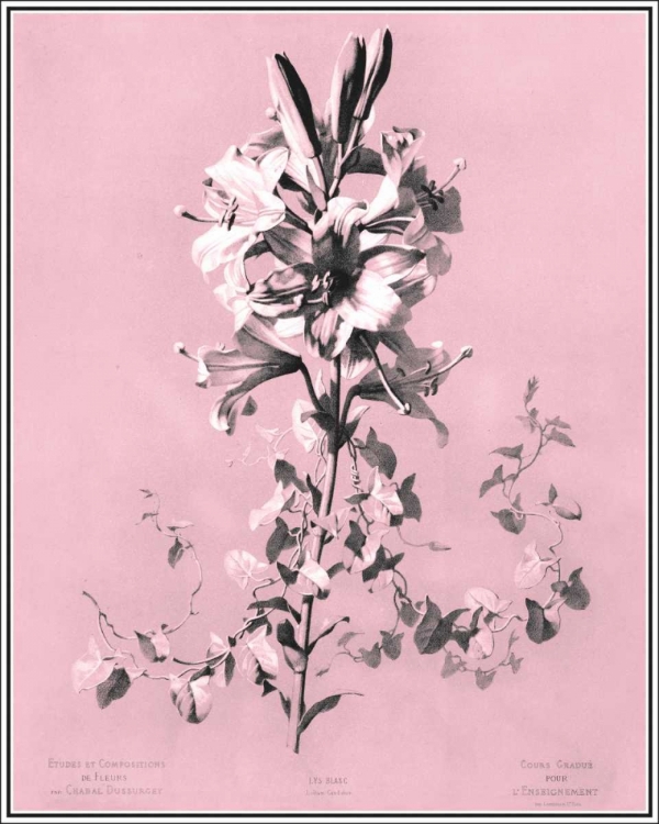 Picture of DUSSURGEY LILIUM ON PINK