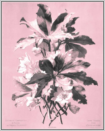 Picture of DUSSURGEY ELLEBORE ON PINK