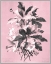 Picture of DUSSURGEY ELLEBORE ON PINK