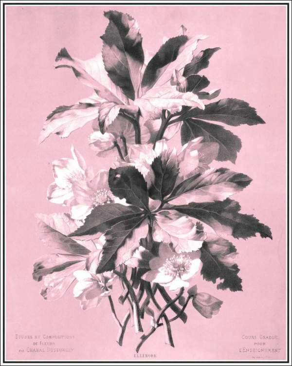 Picture of DUSSURGEY ELLEBORE ON PINK