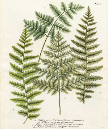 Picture of FERN GATHERING I