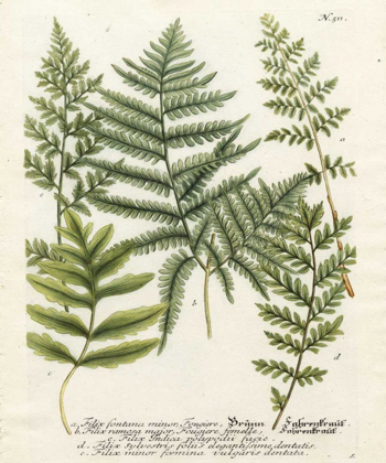 Picture of FERN GATHERING II