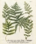 Picture of FERN GATHERING II
