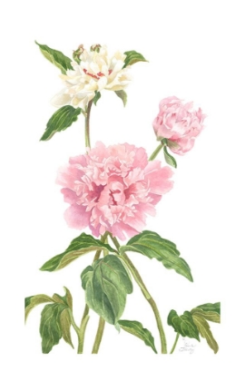 Picture of PEONY II