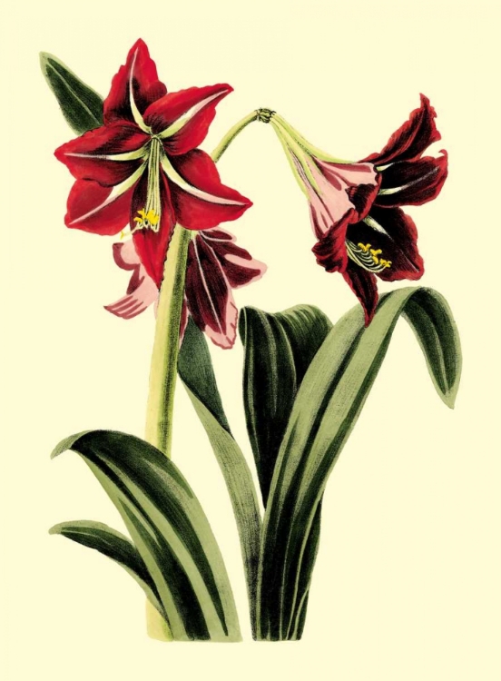 Picture of ROYAL BOTANICAL STUDY I