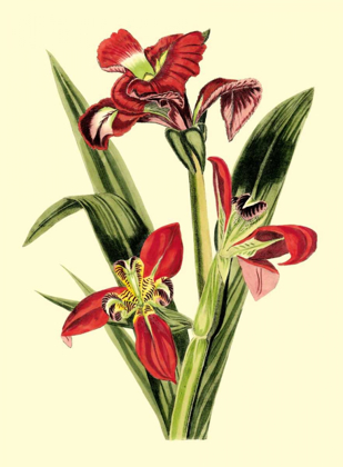 Picture of ROYAL BOTANICAL STUDY II