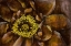 Picture of FLORAL ILLUSION I