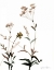 Picture of WATERMARK WILDFLOWERS VII