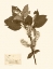 Picture of PRESSED FLOWER STUDY I