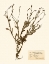 Picture of PRESSED FLOWER STUDY II