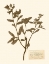 Picture of PRESSED FLOWER STUDY III