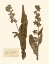 Picture of PRESSED FLOWER STUDY IV