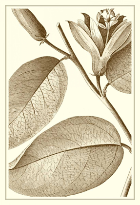 Picture of CROPPED SEPIA BOTANICAL II