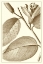 Picture of CROPPED SEPIA BOTANICAL II