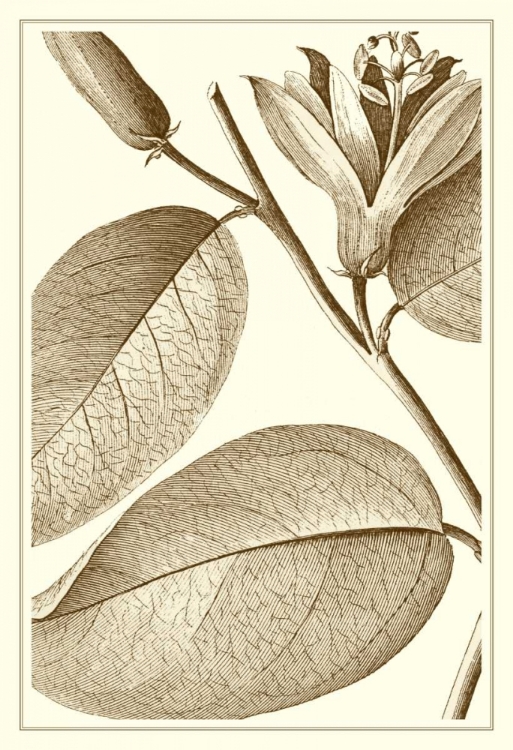 Picture of CROPPED SEPIA BOTANICAL II