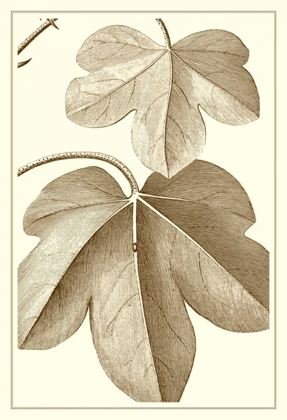Picture of CROPPED SEPIA BOTANICAL III