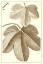 Picture of CROPPED SEPIA BOTANICAL III