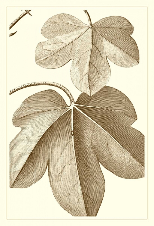 Picture of CROPPED SEPIA BOTANICAL III