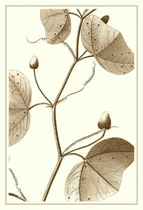 Picture of CROPPED SEPIA BOTANICAL IV