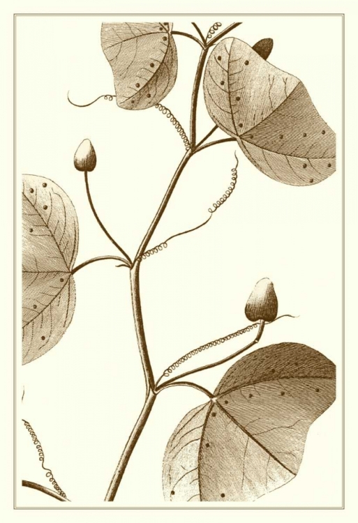 Picture of CROPPED SEPIA BOTANICAL IV