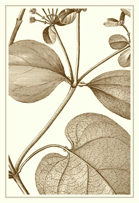 Picture of CROPPED SEPIA BOTANICAL V