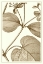 Picture of CROPPED SEPIA BOTANICAL V