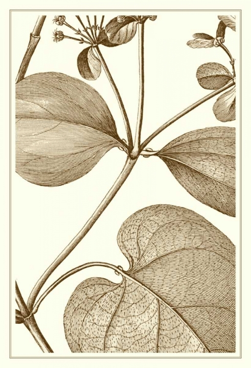 Picture of CROPPED SEPIA BOTANICAL V
