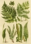 Picture of FERN COLLECTION I