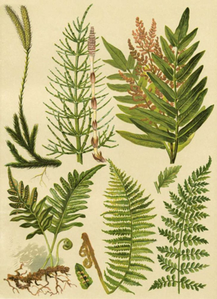 Picture of FERN COLLECTION II