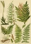 Picture of FERN COLLECTION II