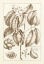 Picture of SEPIA BUCHOZ EXOTICS II