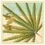 Picture of PEACOCK PALM V
