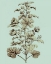 Picture of IMPERIAL MUNTING I